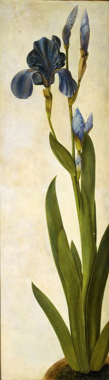 Iris troiana, ca. 1505-1508 door Albrecht Dürer