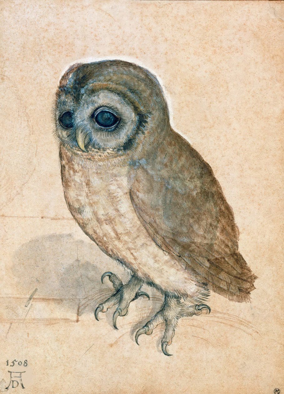 Kleine uil, 1508 door Albrecht Dürer
