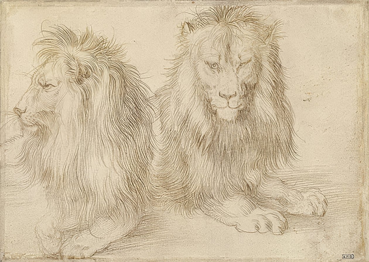 Twee liggende leeuwen. 1521 door Albrecht Dürer