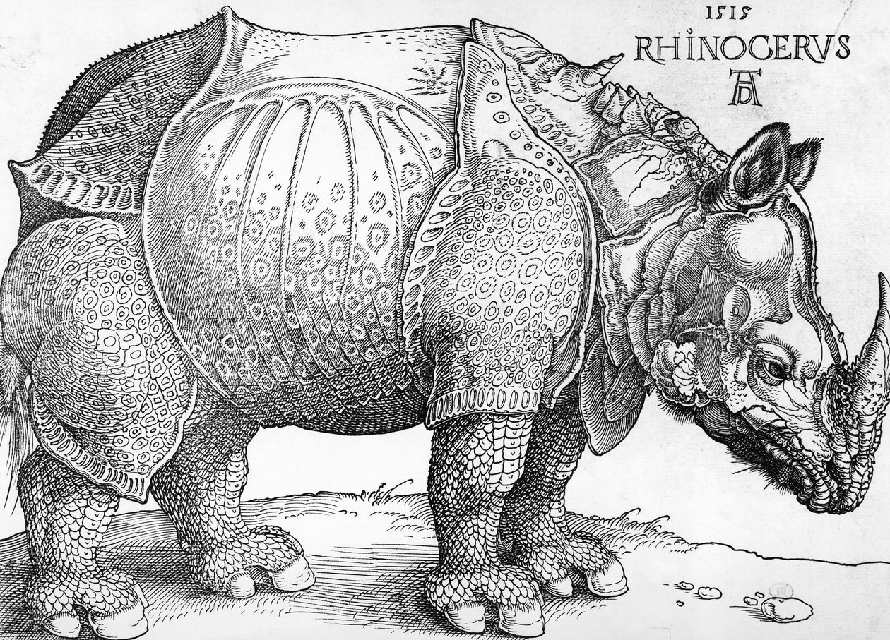 Neushoorn door Albrecht Dürer