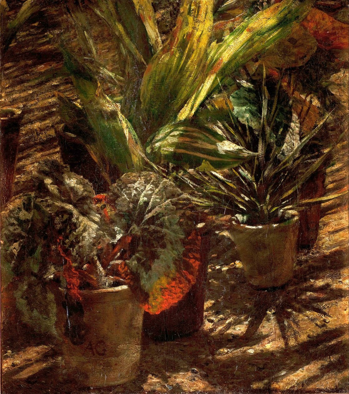 Begonia