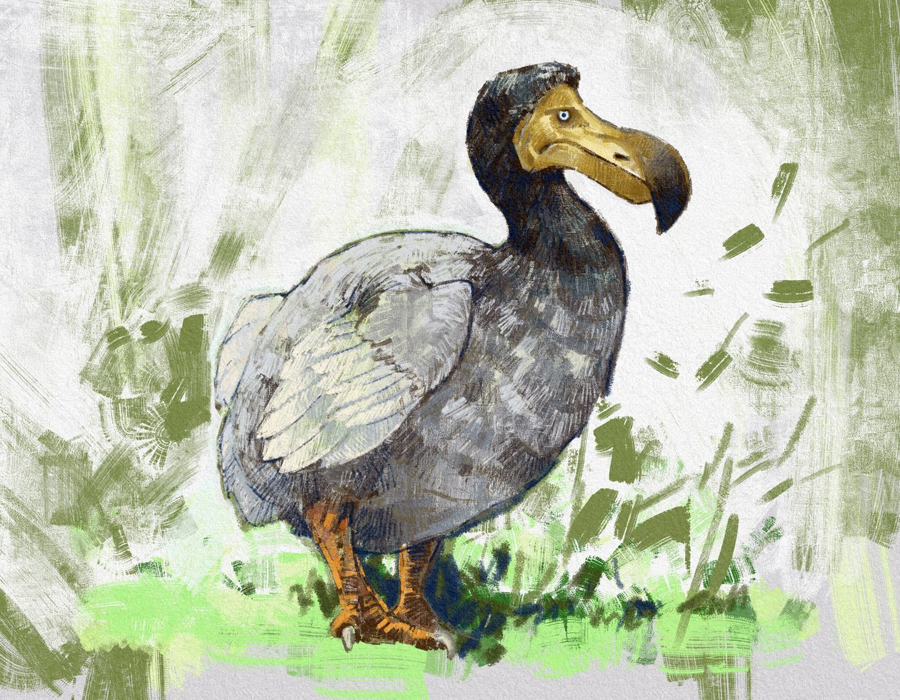 Afbeelding van de uitgestorven dodo (illustratie) door Alessandro Lonati