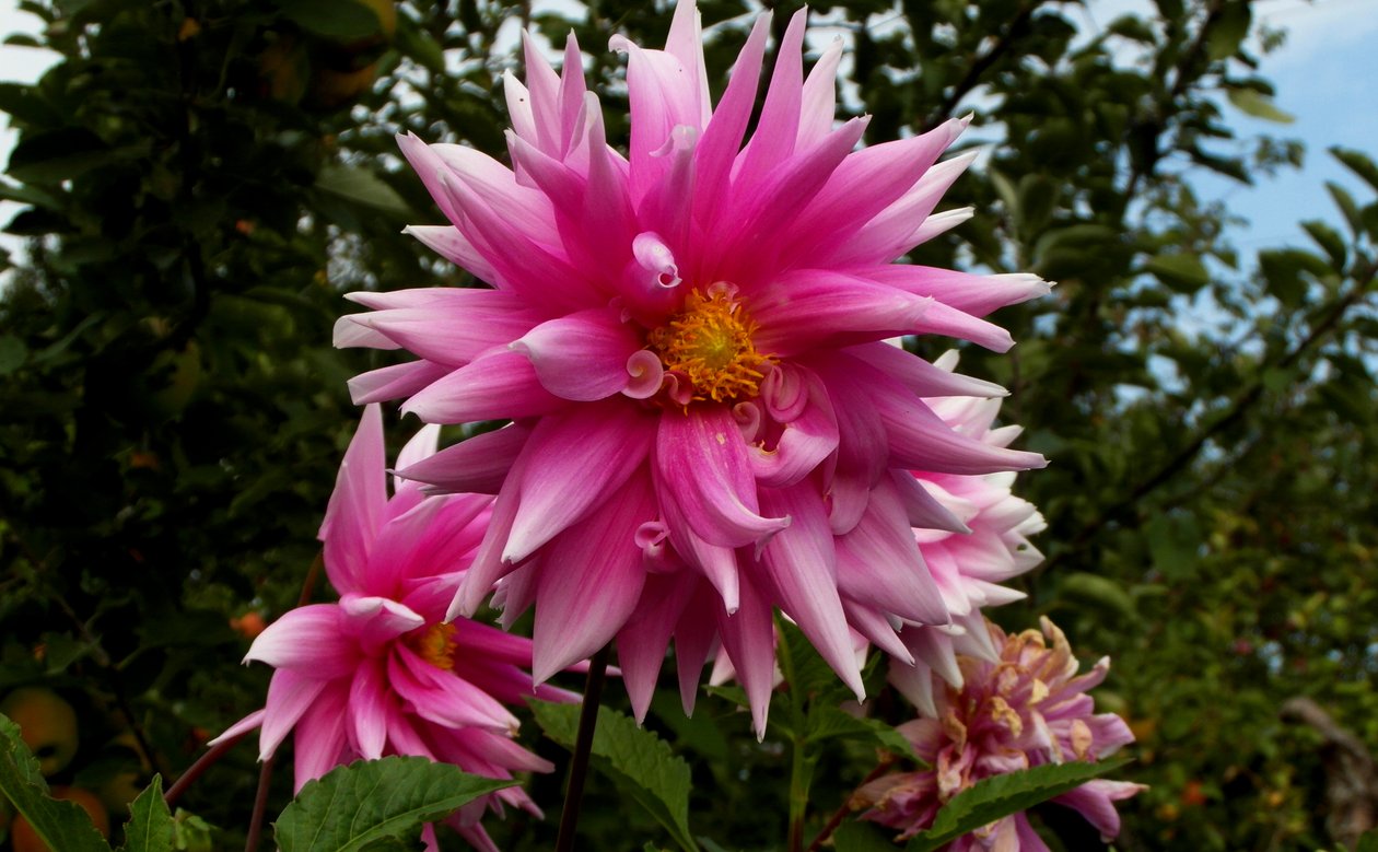 Tuin door Alex Caminker