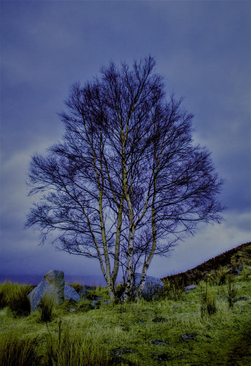 Tweekleuren Landschap, 2019 door Alex Caminker