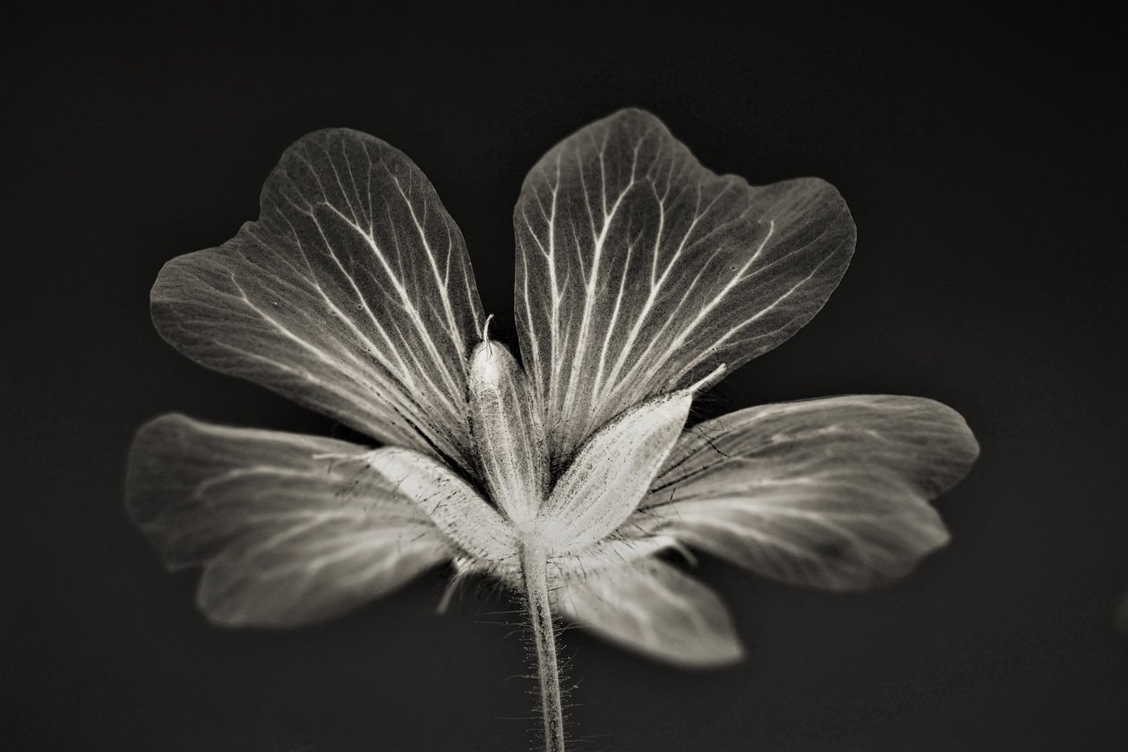 Helderheid, 2019 door Alex Caminker