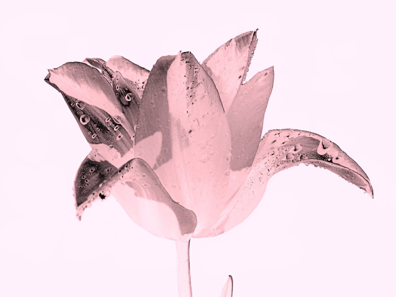 kristallen roze bloem, 2019 door Alex Caminker