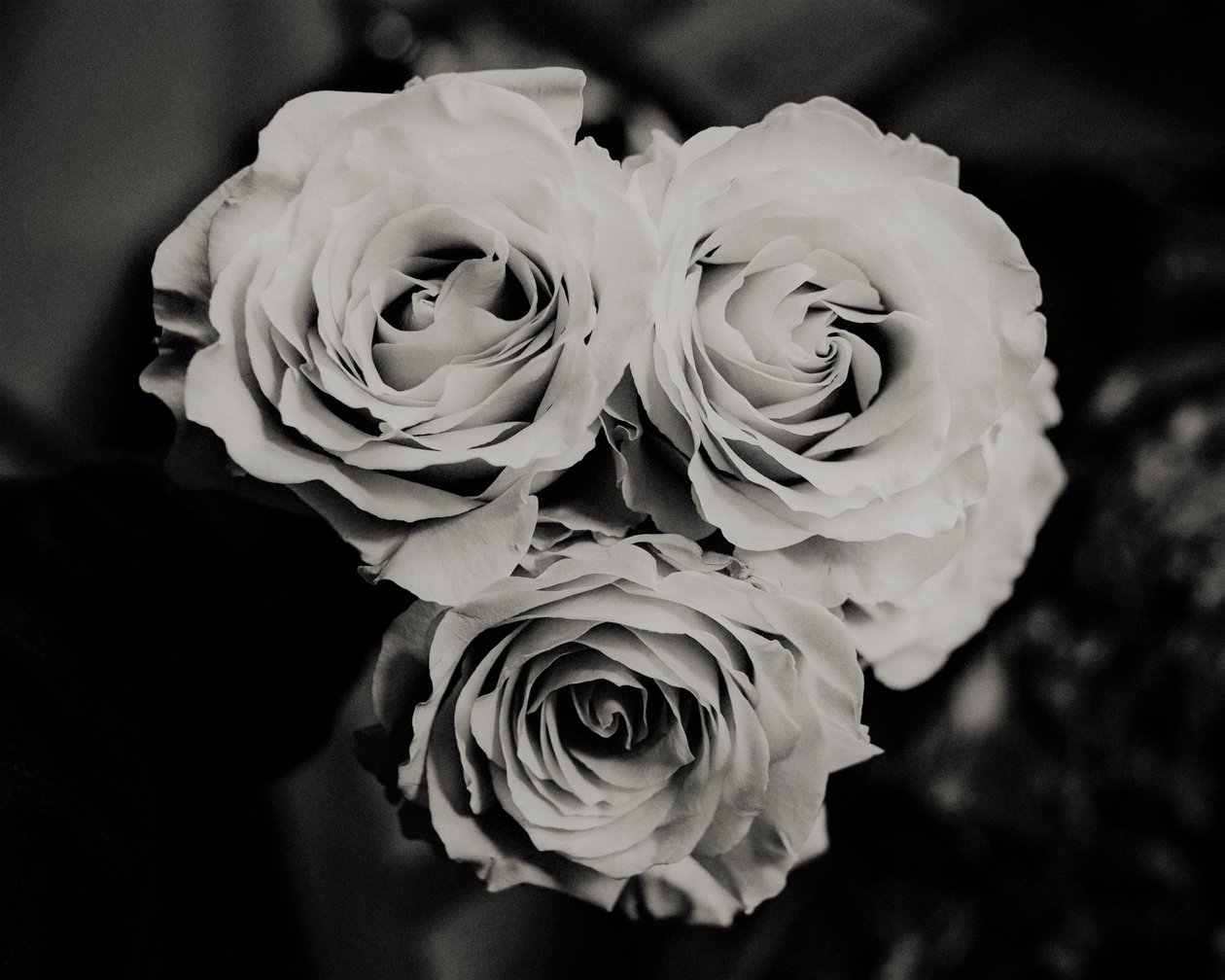Drie rozen door Alex Caminker