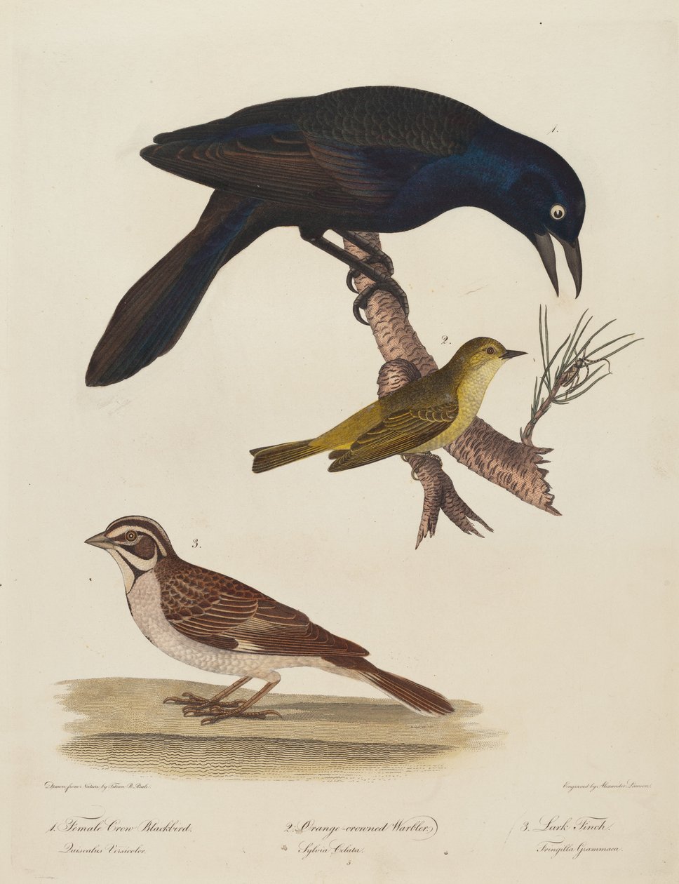 Vrouwelijke kraaizwarte vogel, oranjekroonzanger, leeuwerikvink door Alexander Lawson