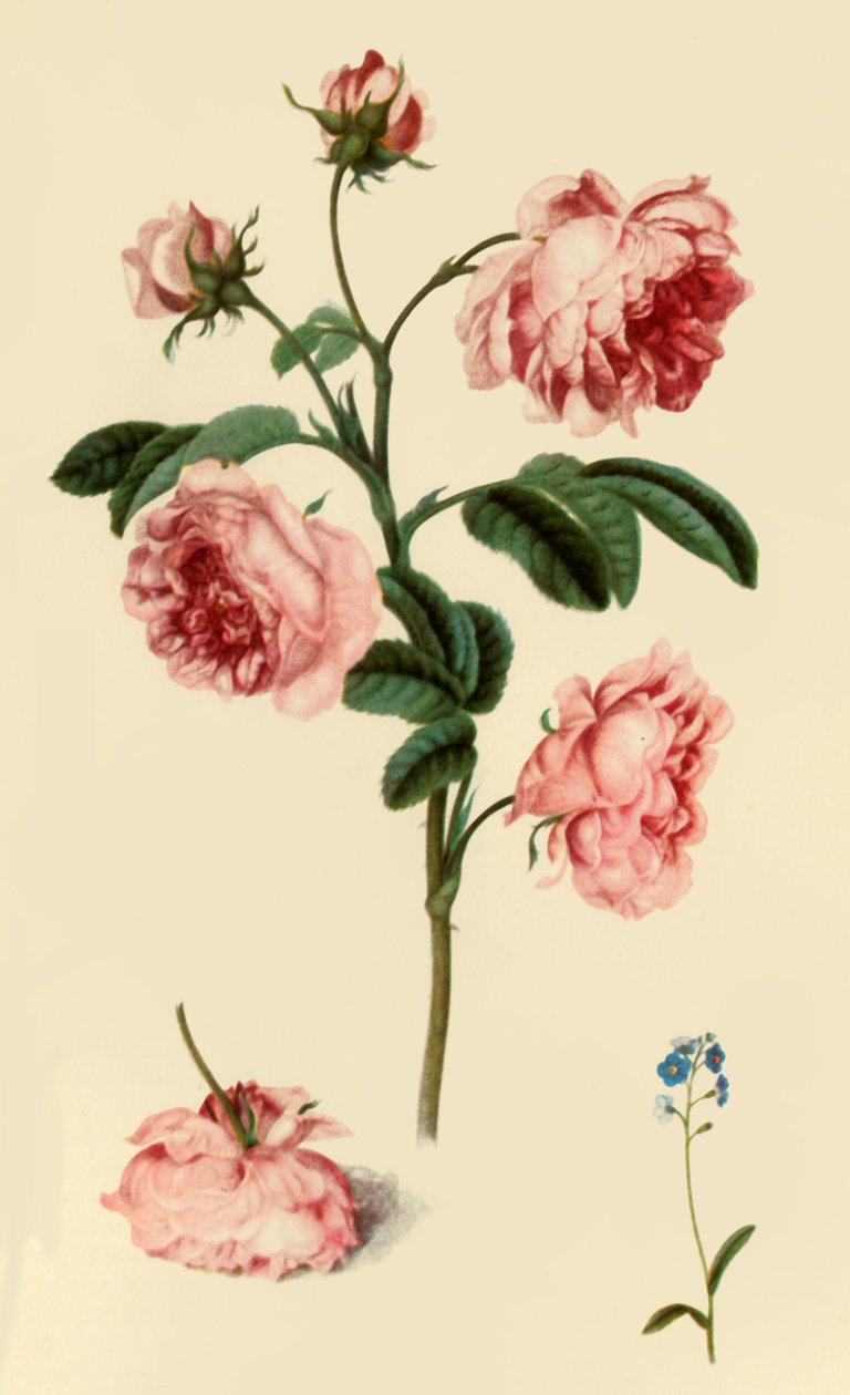 Rosa Provincialis en Vergeet-mij-niet door Alexander Marshal