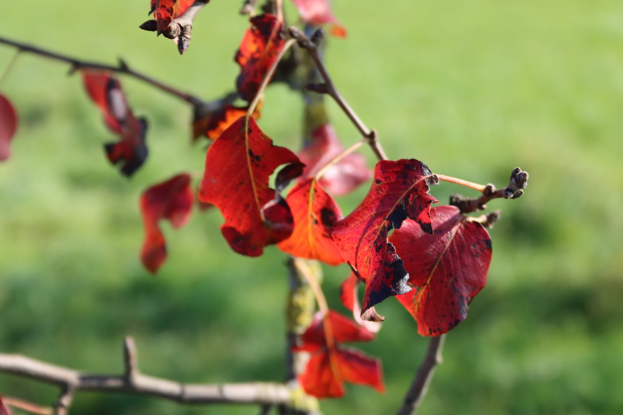 Herfstkleuren door Alexandra Joseph