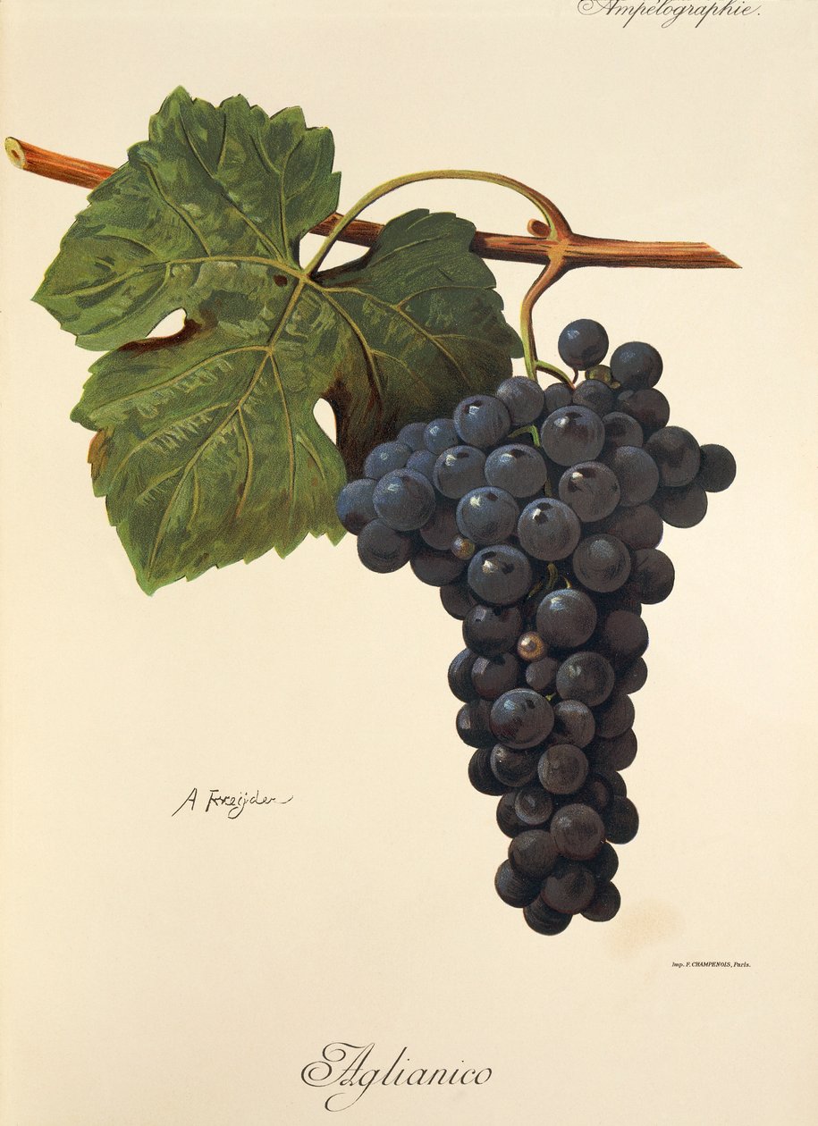 Aglianico-druif door Alexis Kreyder