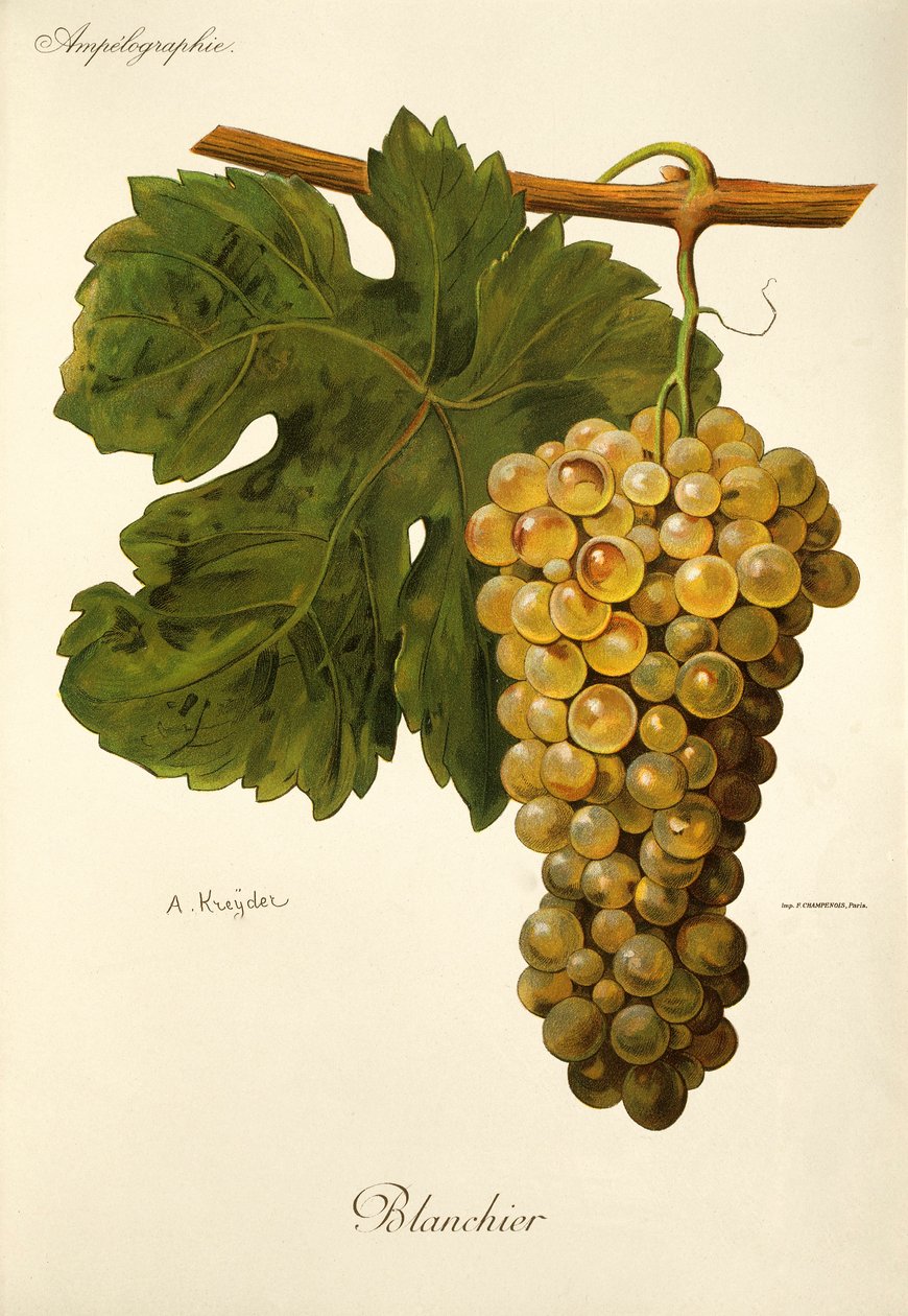 Blanchier-druif door A. Kreyder door Alexis Kreyder