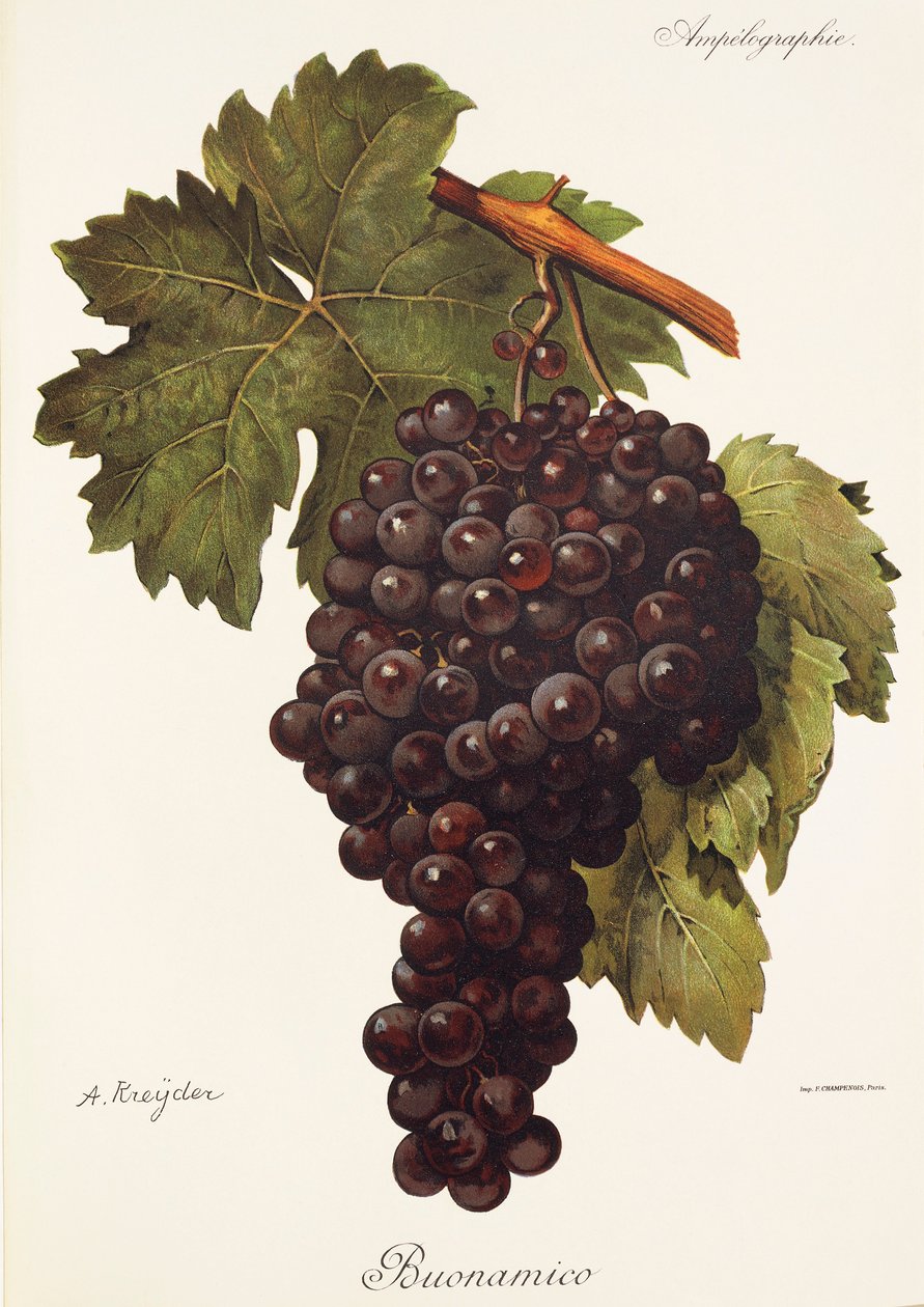 Buonamico druif door Alexis Kreyder