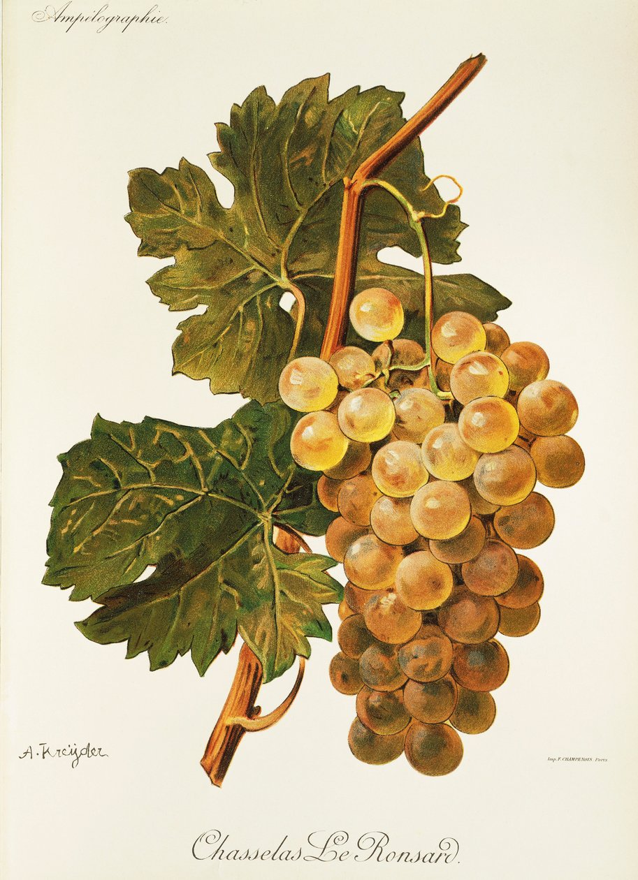Chasselas Le Ronsard druif door Alexis Kreyder