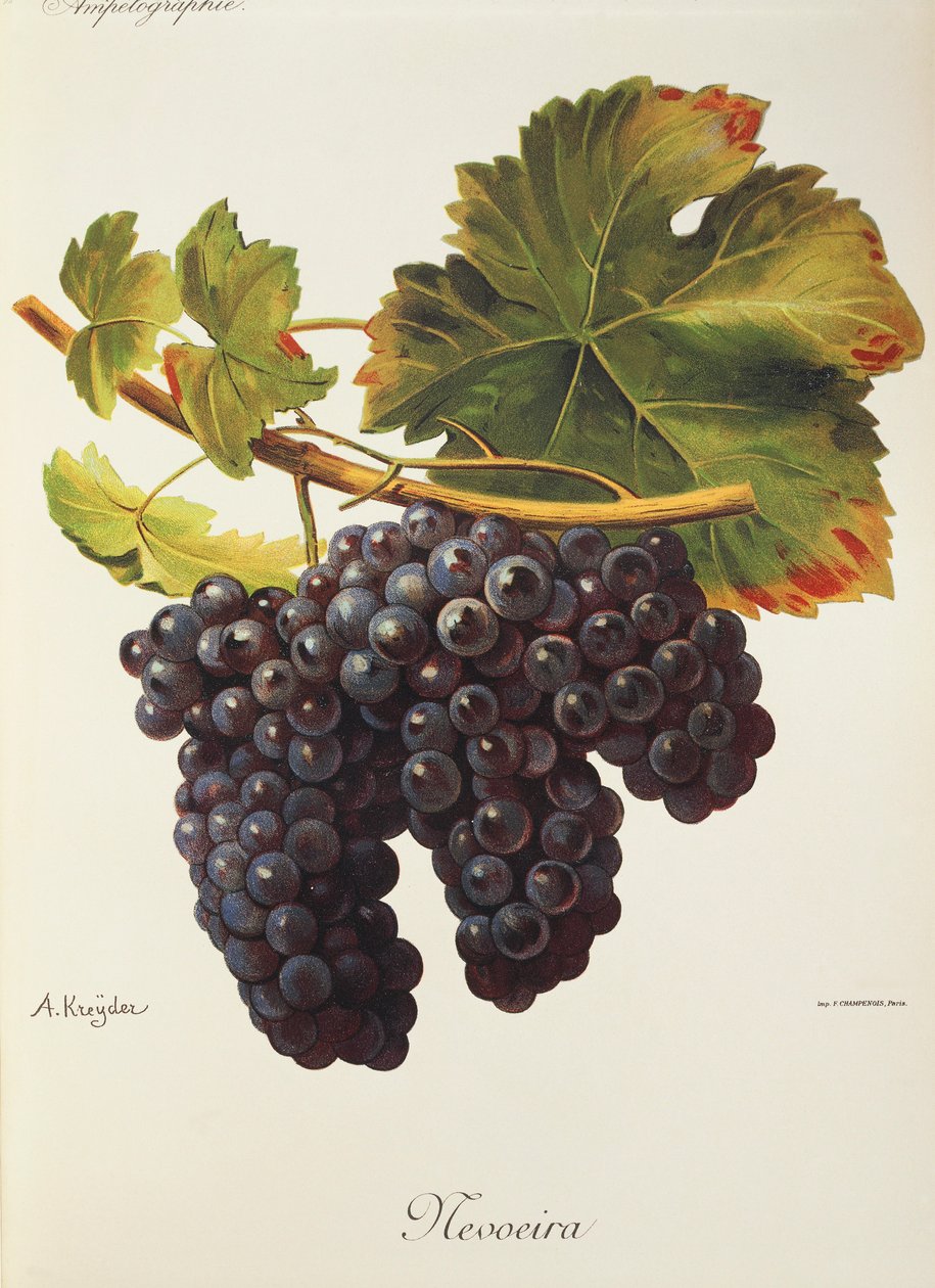 Mevoeira druif door Alexis Kreyder