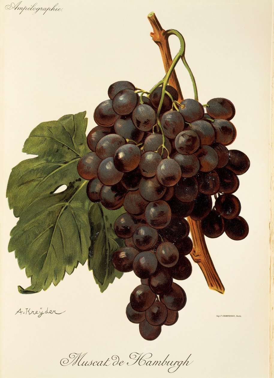 Muscat de Hamburgh druif door Alexis Kreyder