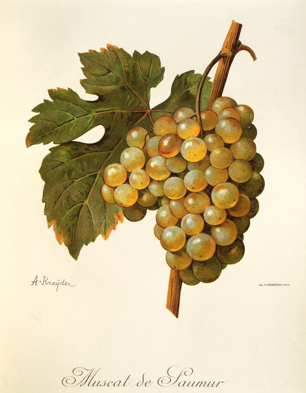 Muscat de Saumur druif door Alexis Kreyder