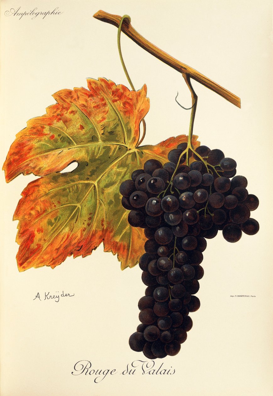 Rouge du Valais-druif door Alexis Kreyder