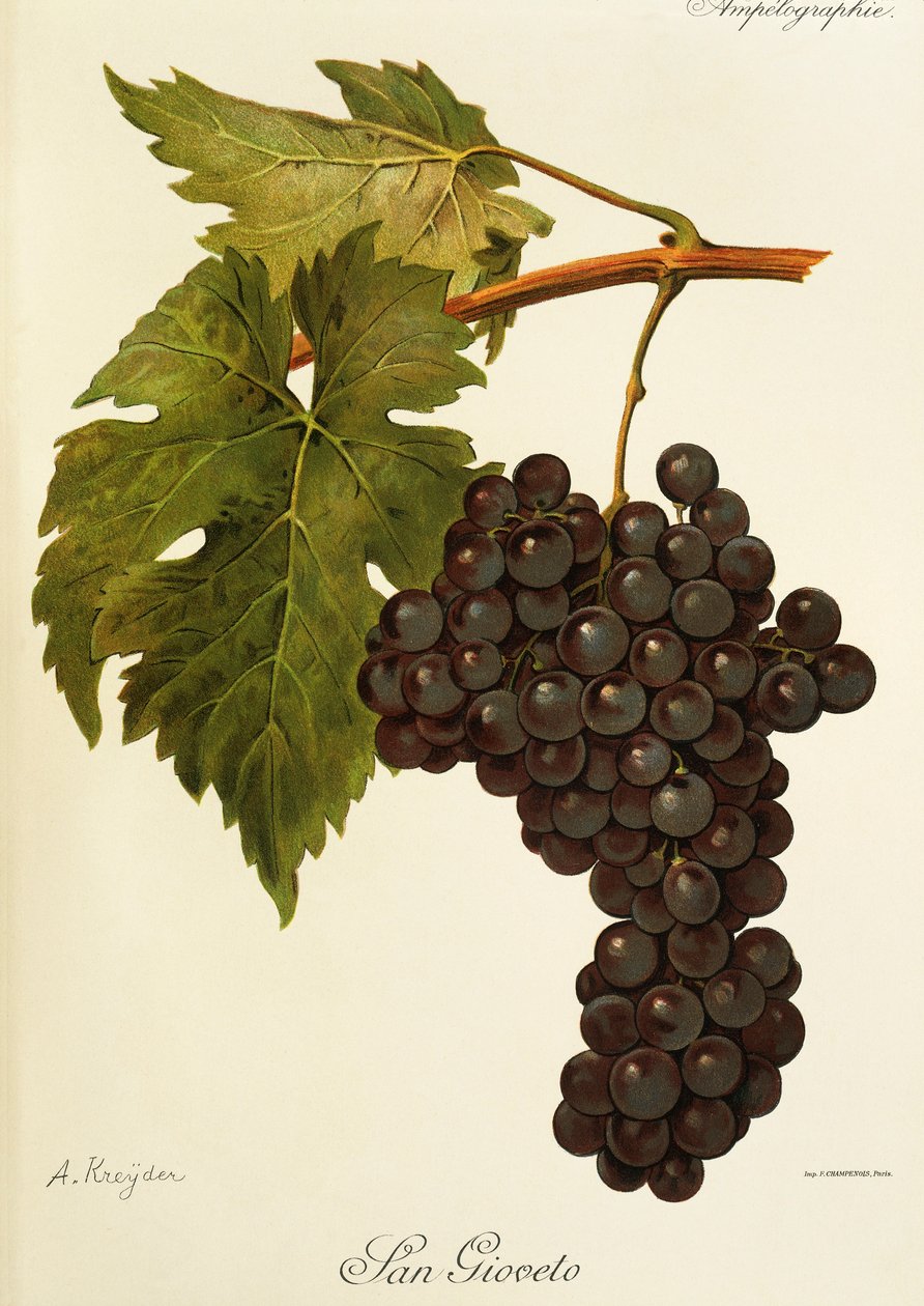 San Gioveto druif door Alexis Kreyder
