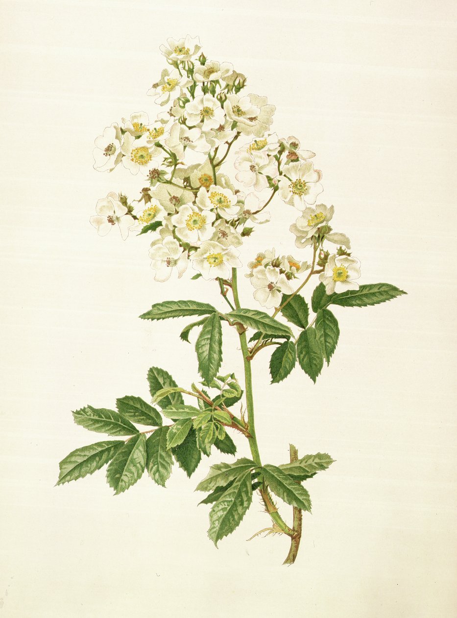 Rosa multiflora door Alfred Parsons