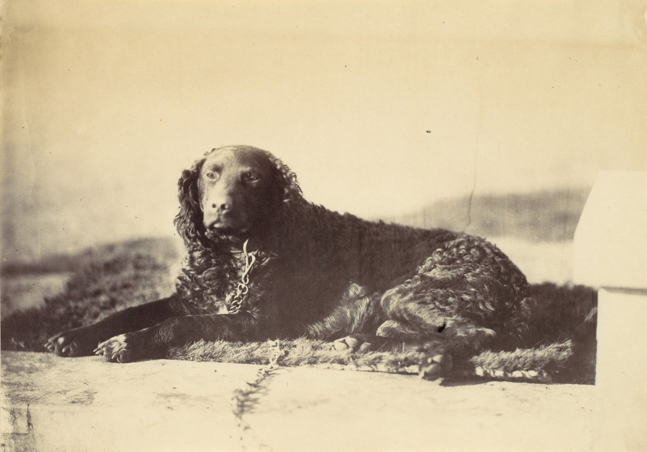 Peter, 1860 door Alfred Capel Cure