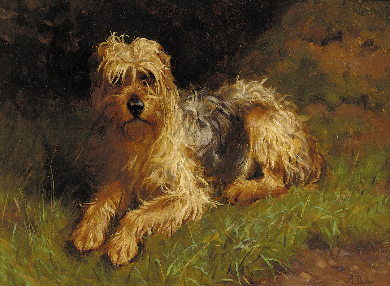 Zacht Gecoate Wheaten Terrier door Alfred Duke