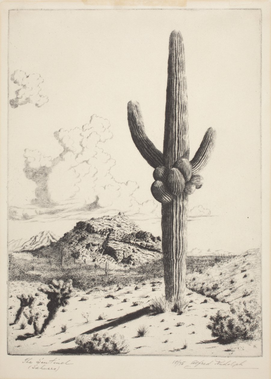De Wacht (Sahuaro) door Alfred Rudolph Waud