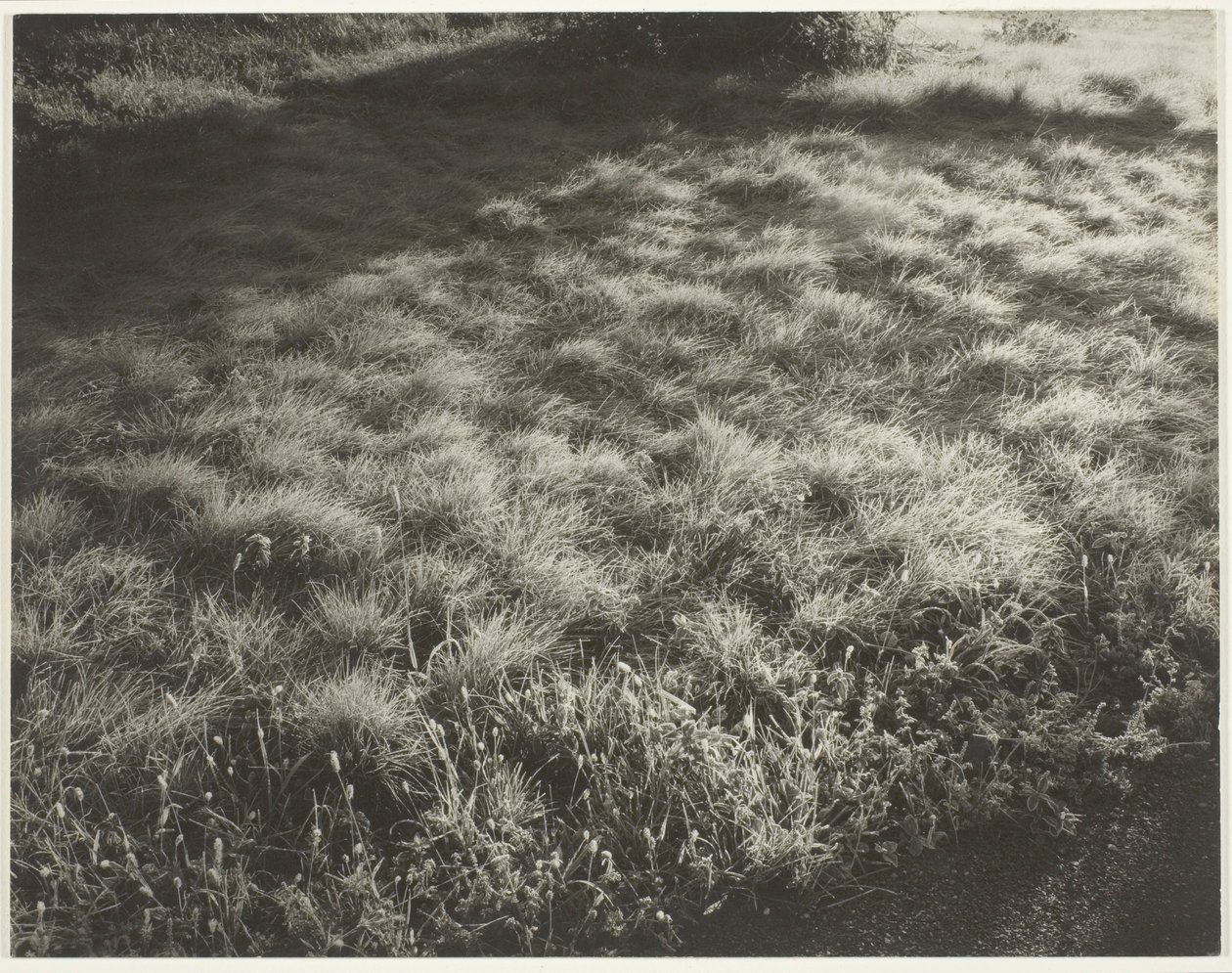 Gras en vorst door Alfred Stieglitz