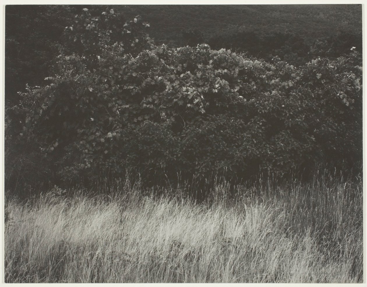 Heg en grassen - Lake George door Alfred Stieglitz