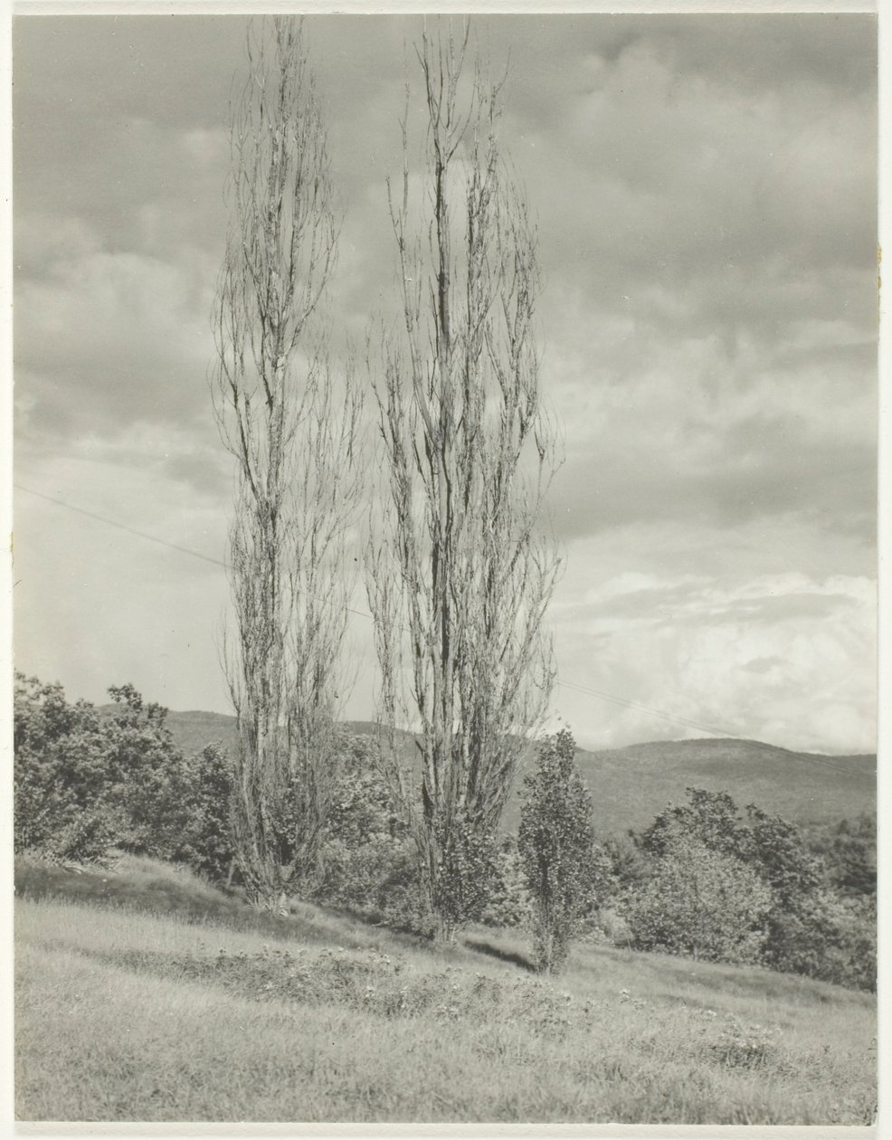 Populieren—Lake George door Alfred Stieglitz