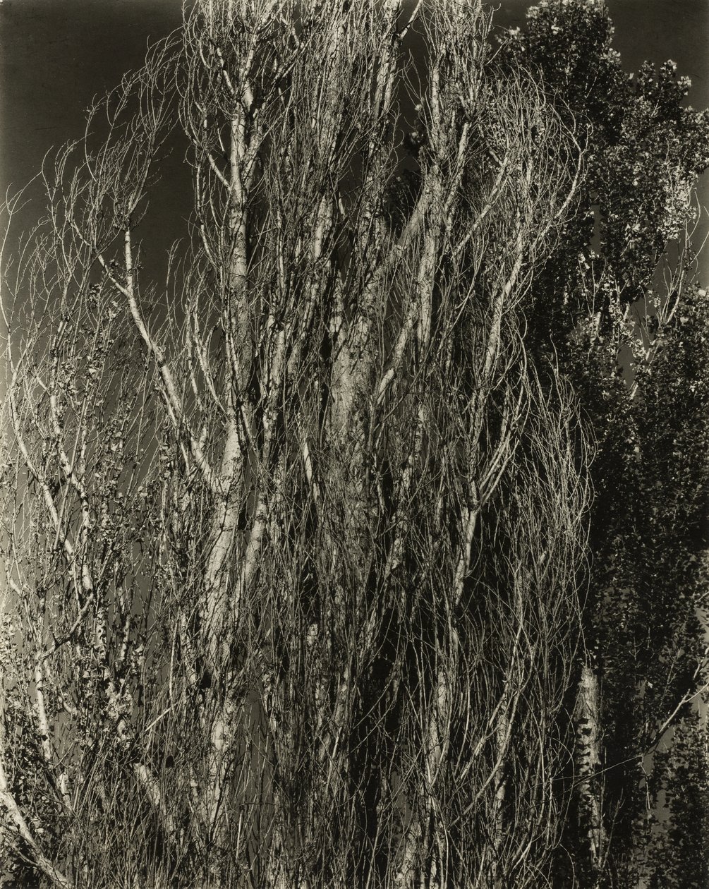 Populieren - Lake George door Alfred Stieglitz