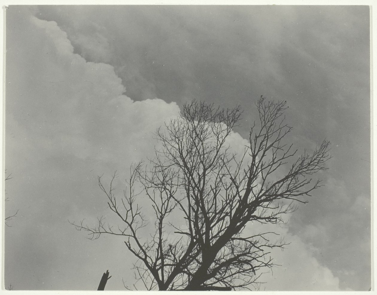 Boom Set 3 door Alfred Stieglitz