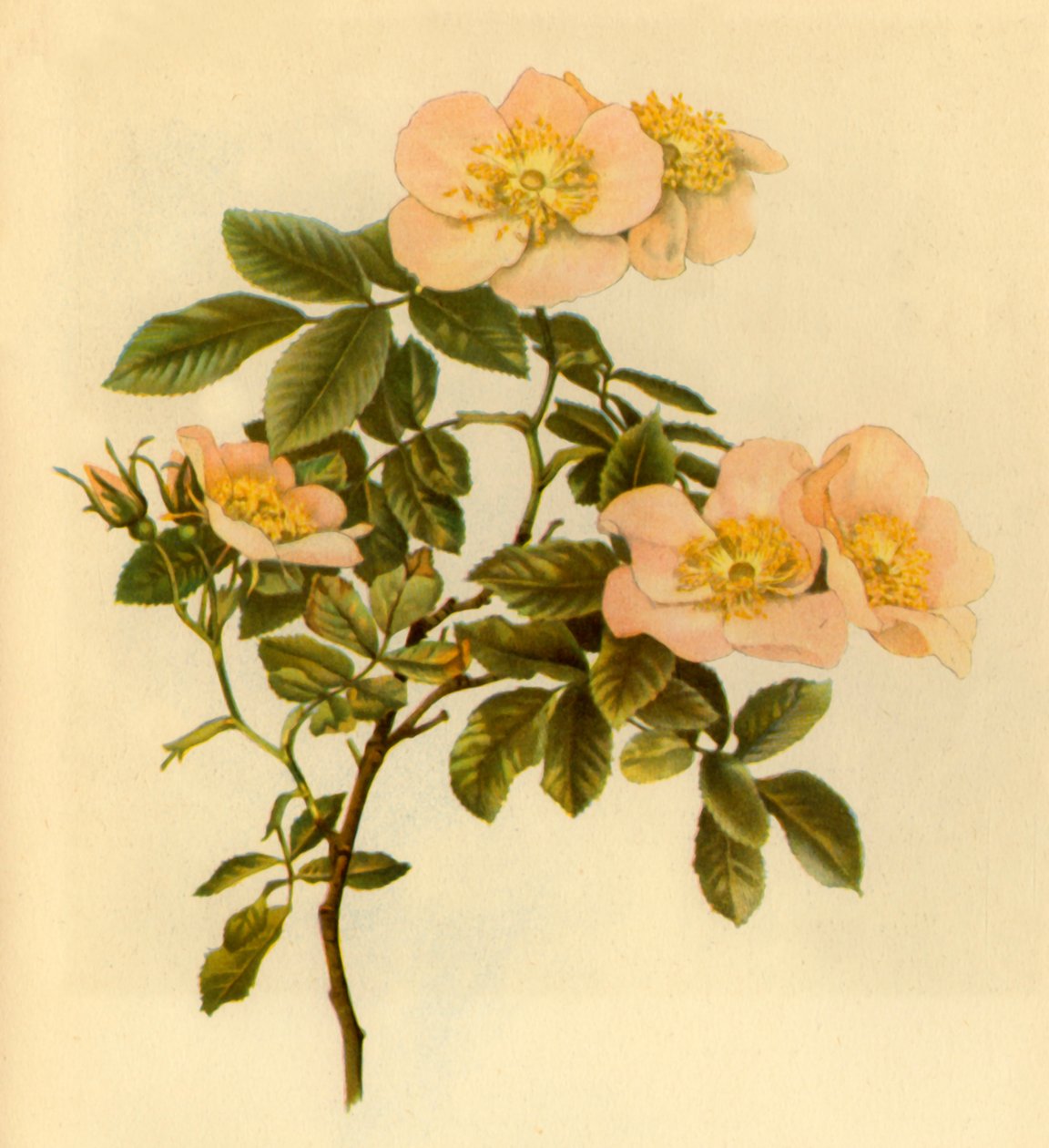 Hondsroos, ca. 1890-1908, 1944 door Alfred William Parsons