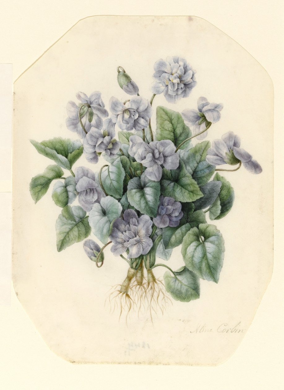Viooltjes door Aline Corbin