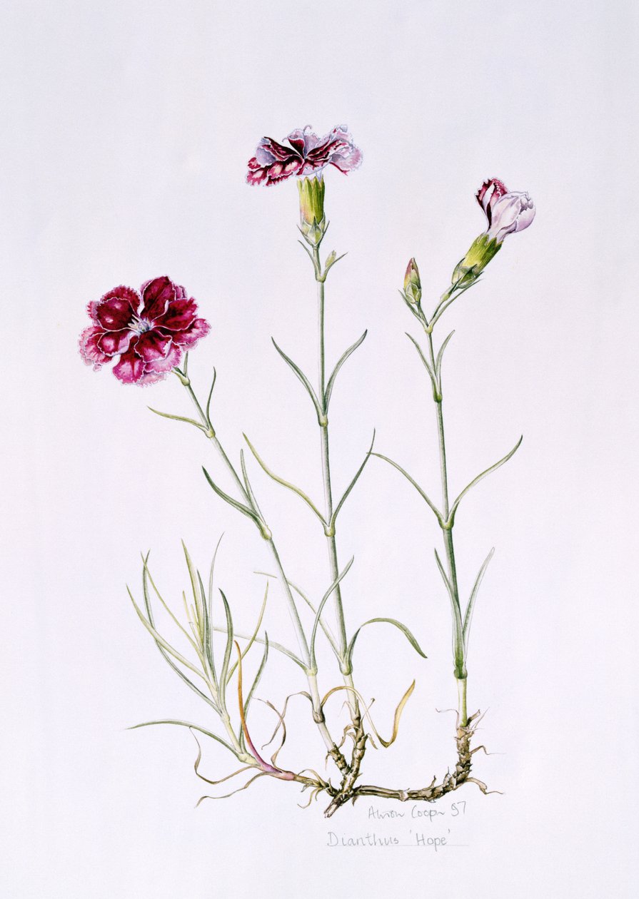 Dianthus Hope, 1997 door Alison Cooper