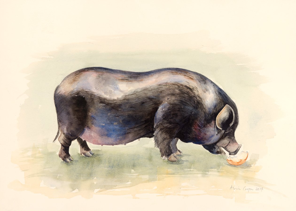 Italiaans Zwart Varken, 2014 door Alison Cooper