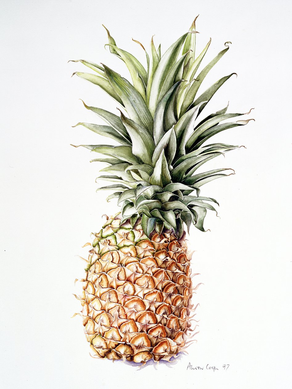 Ananas, 1997 door Alison Cooper