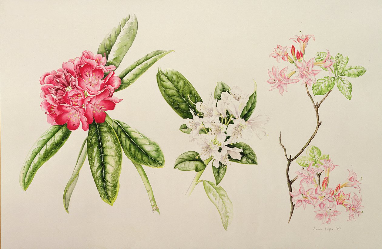 Rhododendron door Alison Cooper