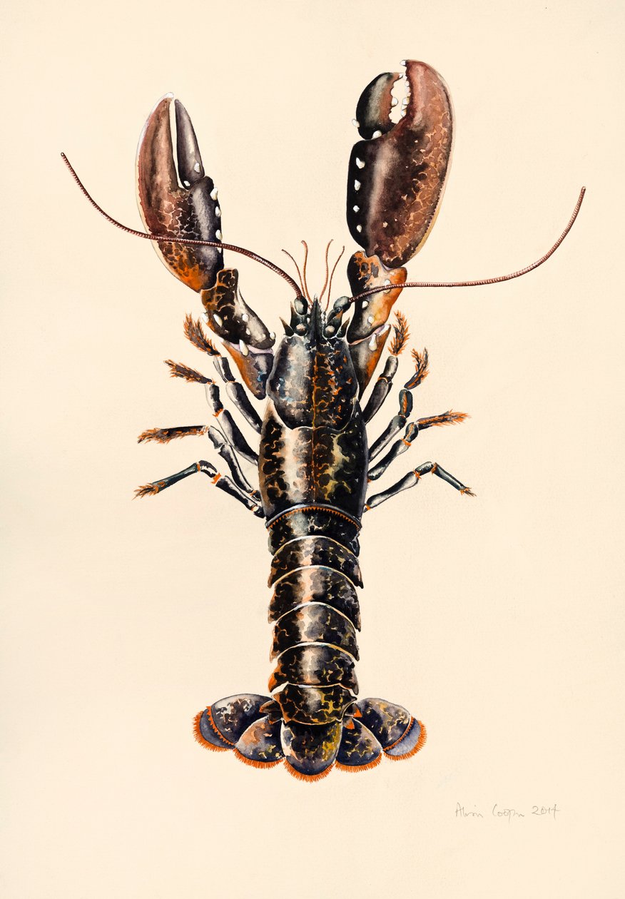 Kreeft uit Solva, 2014 door Alison Cooper