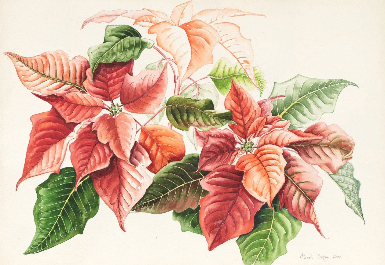 Kerstster door Alison Cooper
