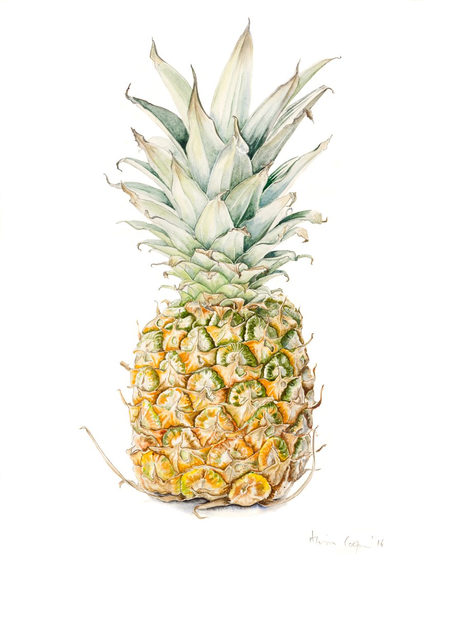 Rijpe Ananas, aquarel, 2016 door Alison Cooper