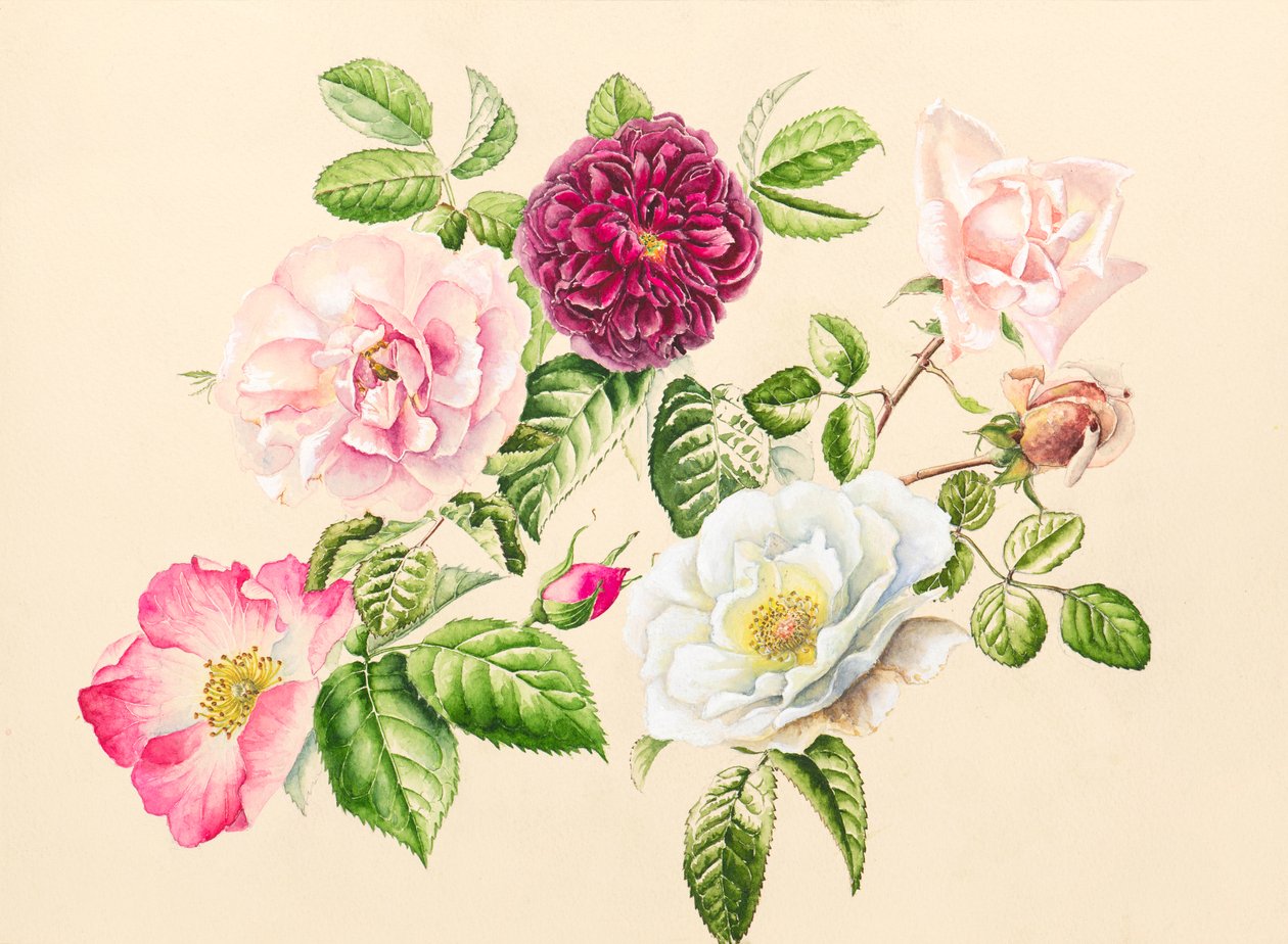 Rozen uit de tuin door Alison Cooper