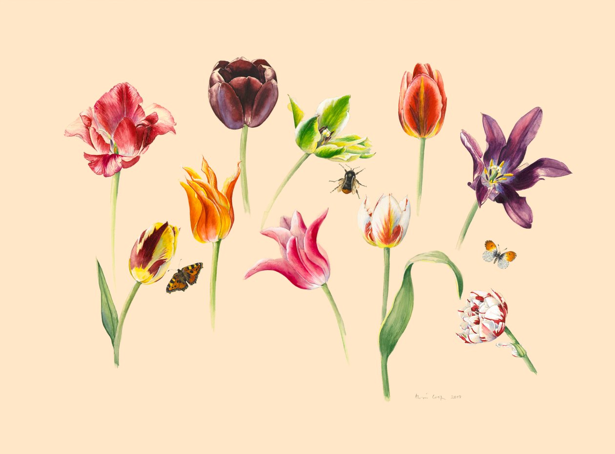 Lentetulpen en insecten door Alison Cooper