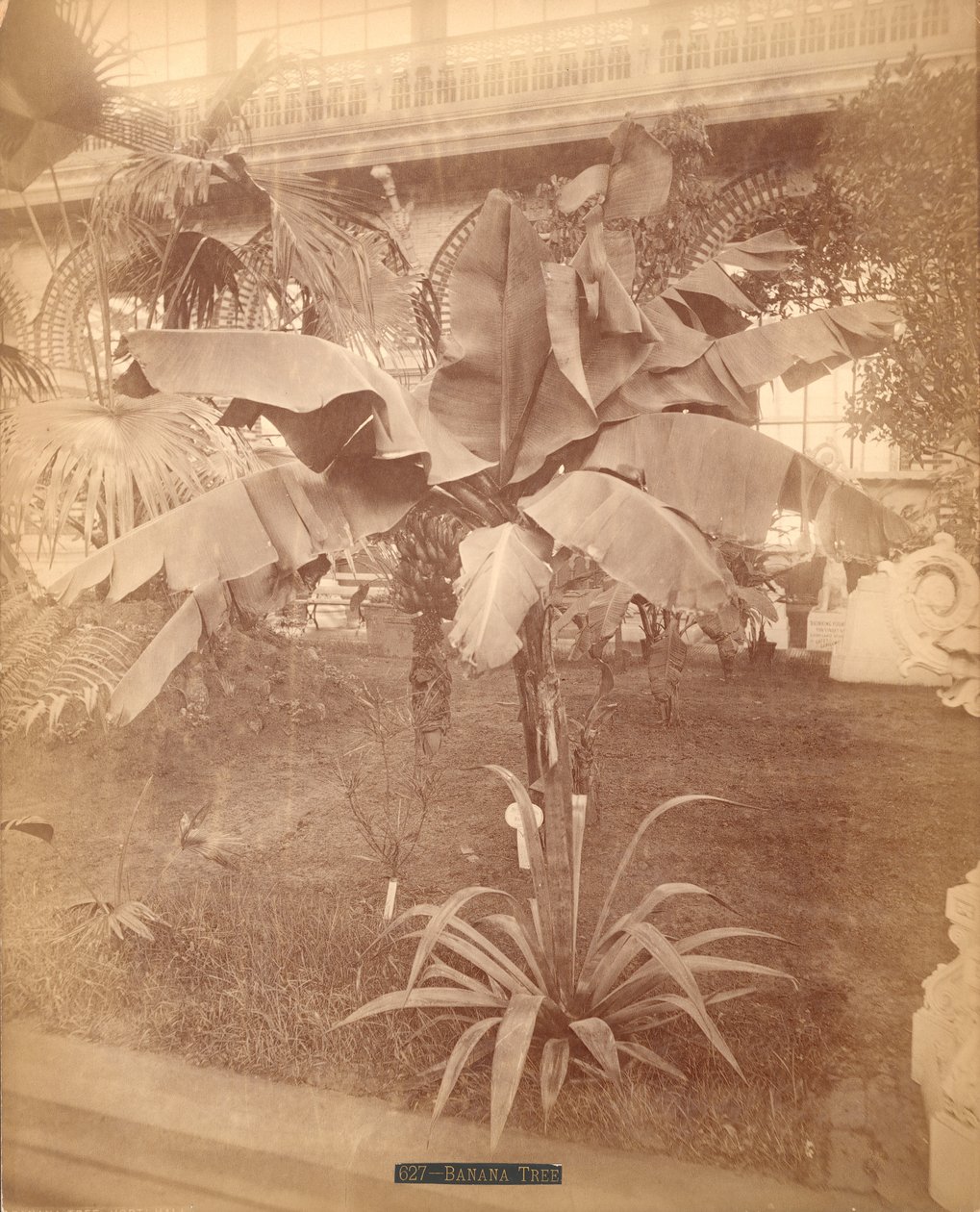 Bananenboom, Pennsylvania Centennial Exhibition door American Photographer