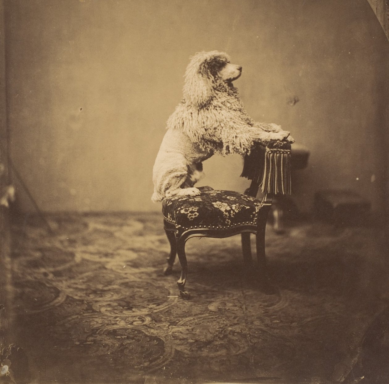 [Poedel van keizerin Eugénie], 1850s door Andre Adolphe Eugene Disderi