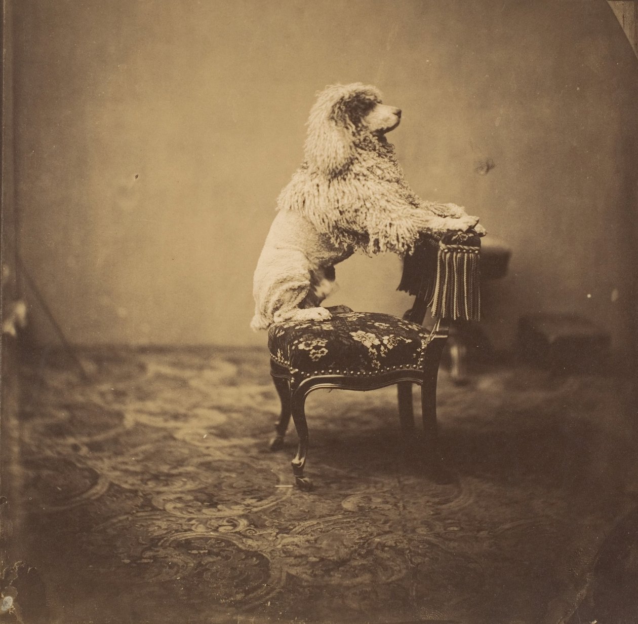 [Poedel van keizerin Eugénie], 1850s door Andre Adolphe Eugene Disderi