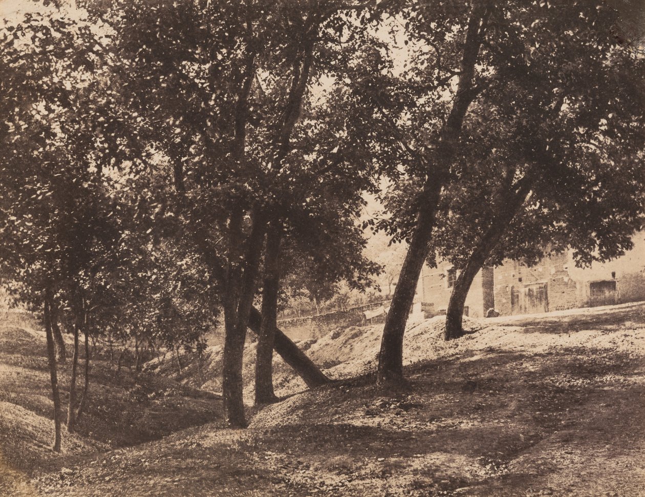 Bomen,ca. 1855 (foto) door André Giroux