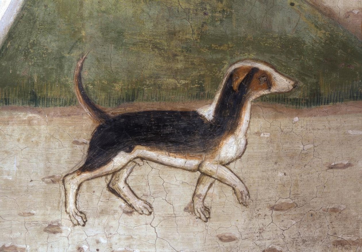 Atri, Kathedraal, Hond / Fresco door A. Delitio door Andrea Delitio