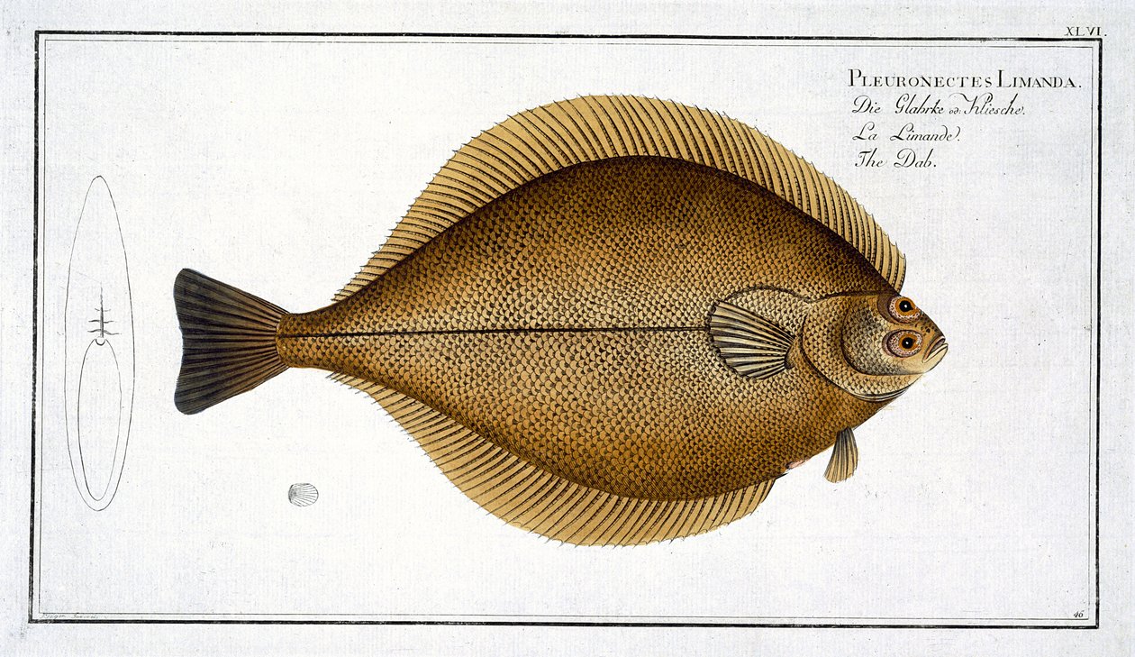 Schol (Pleuronectes Limanda) plaat XLVI uit 