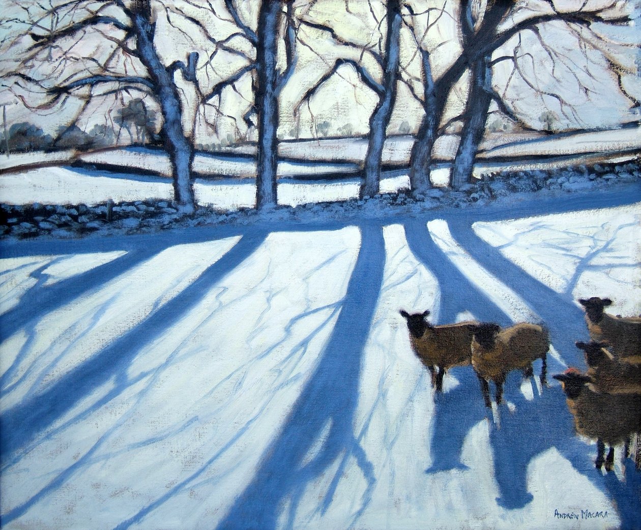 Schapen in de sneeuw, Derbyshire door Andrew Macara